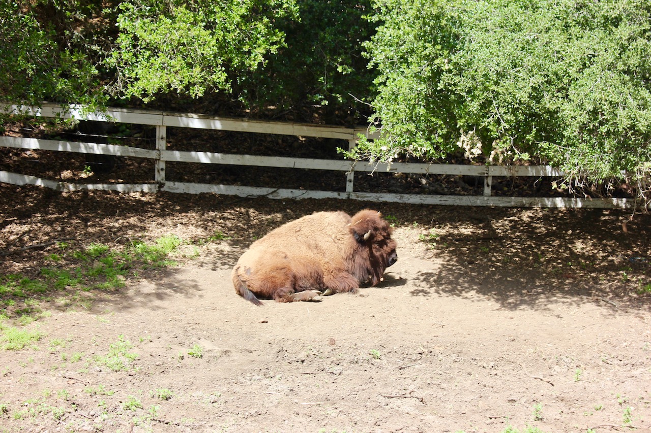 bison-malibu-wine-safari