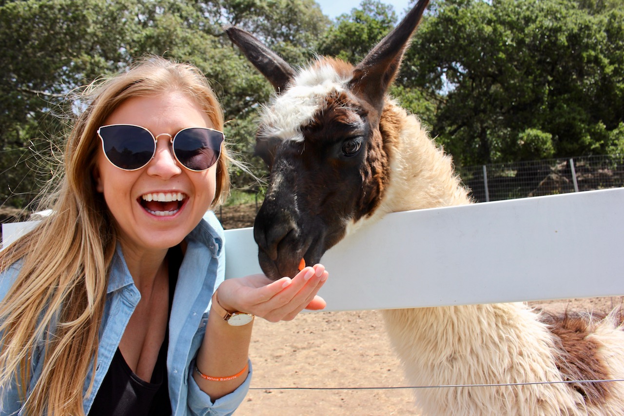 llama-malibu-wine-safari