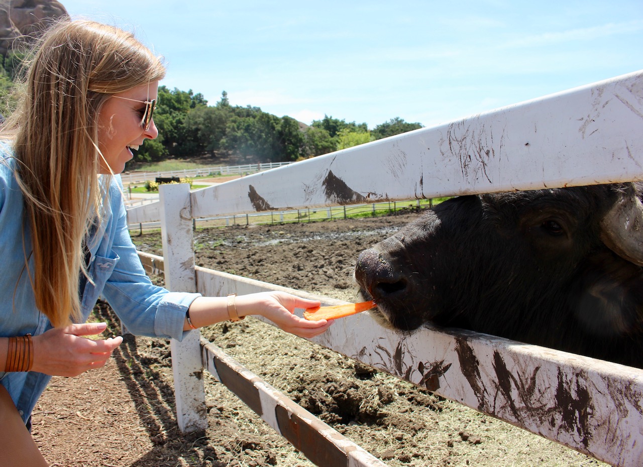 water-buffalo-malibu-wine