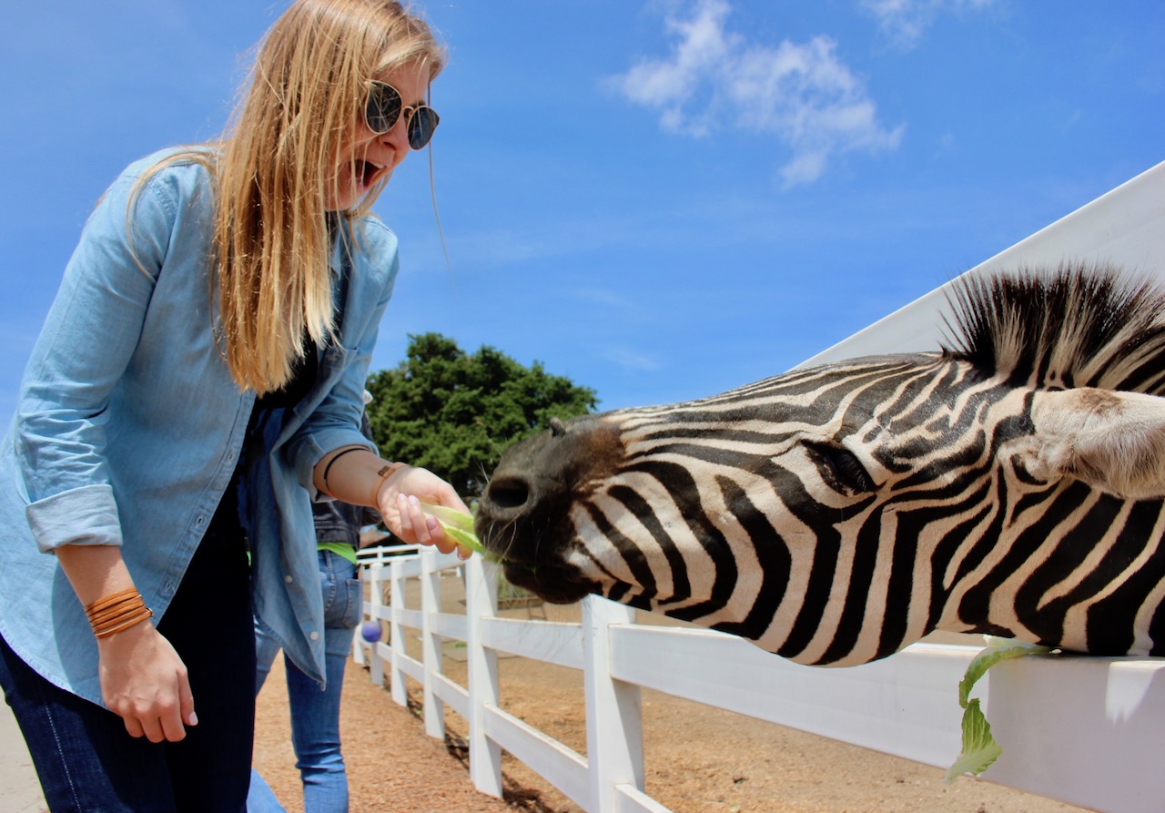 zebra-mailibu-wine-safari