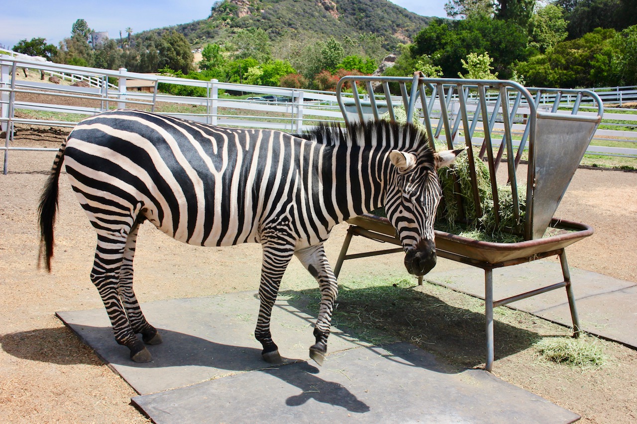 zebra-malibu-wine-safari-2