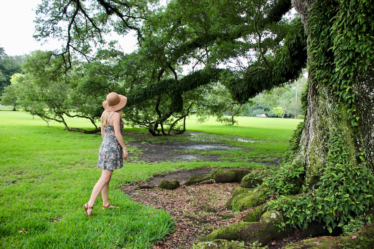 plantation-oak-alley-tree