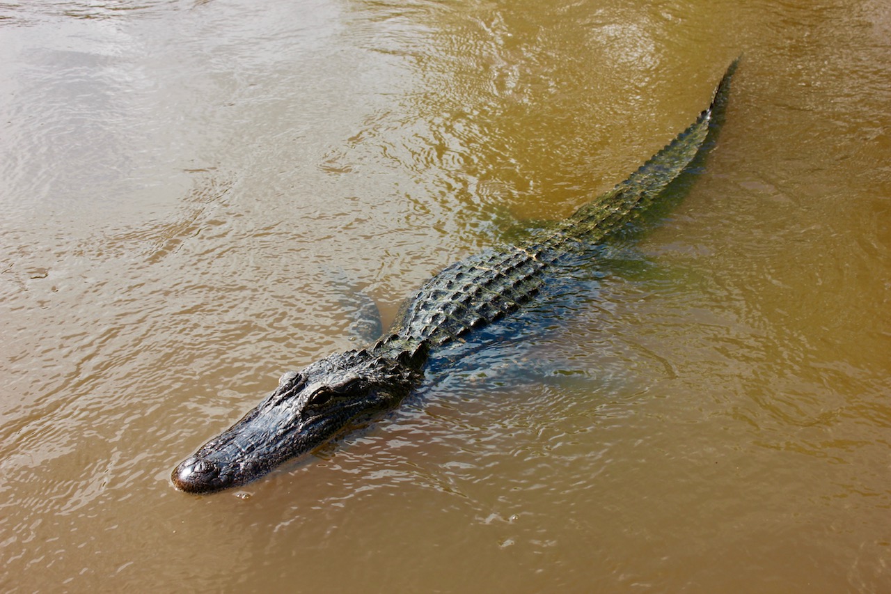 alligator-cajun-encounters-swamp-new-orleans