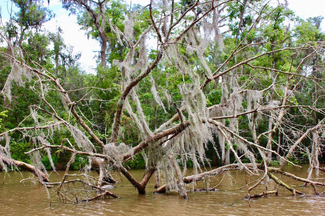 honey-islands-swamp-new-orleans