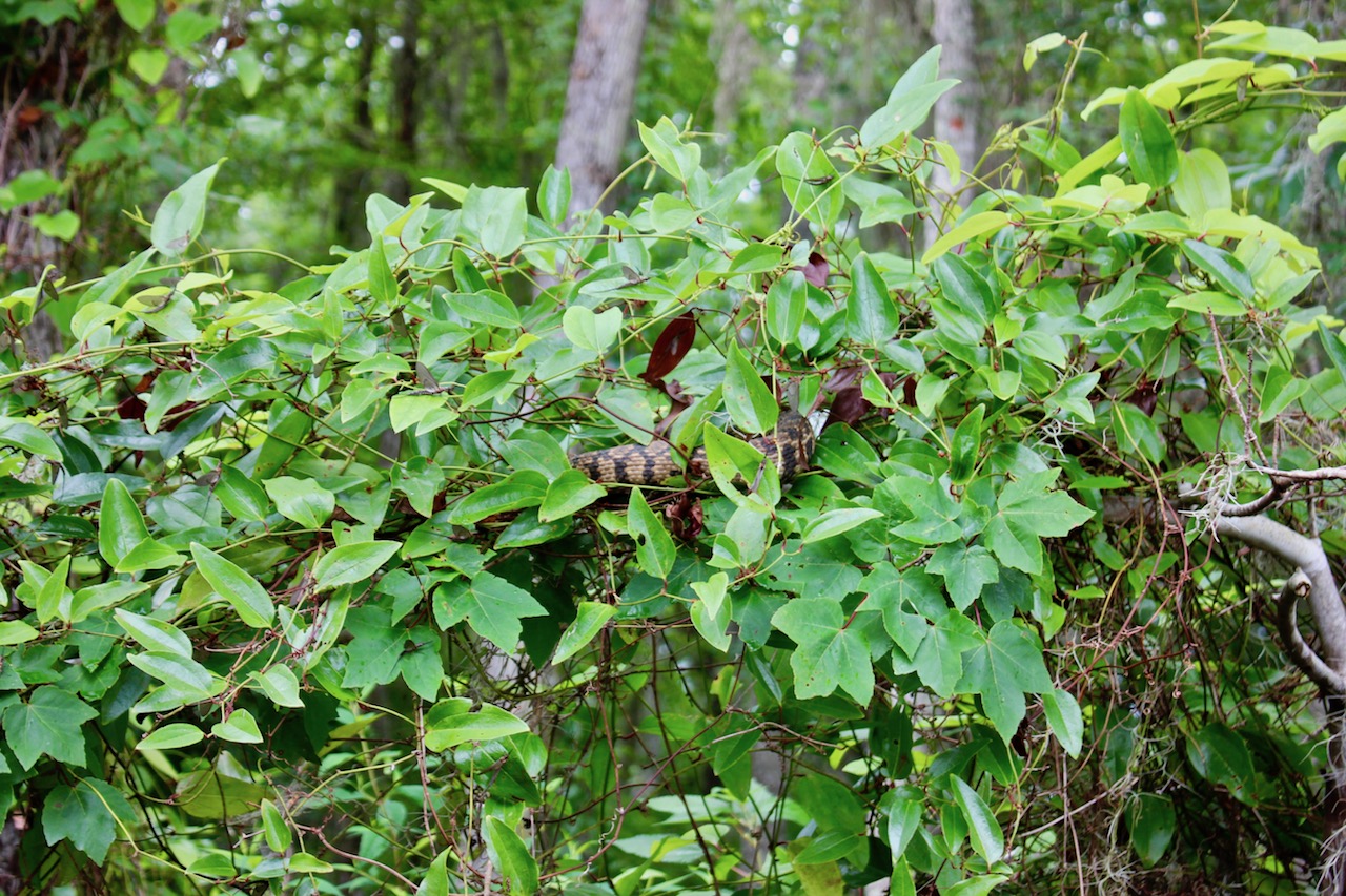 Can you spot the snake?