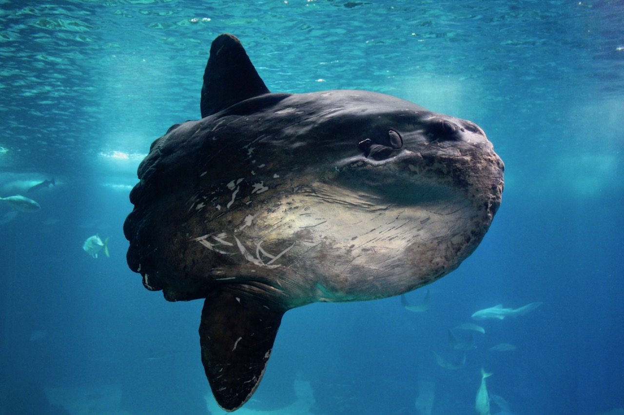 lisbon-portugal-aquarium