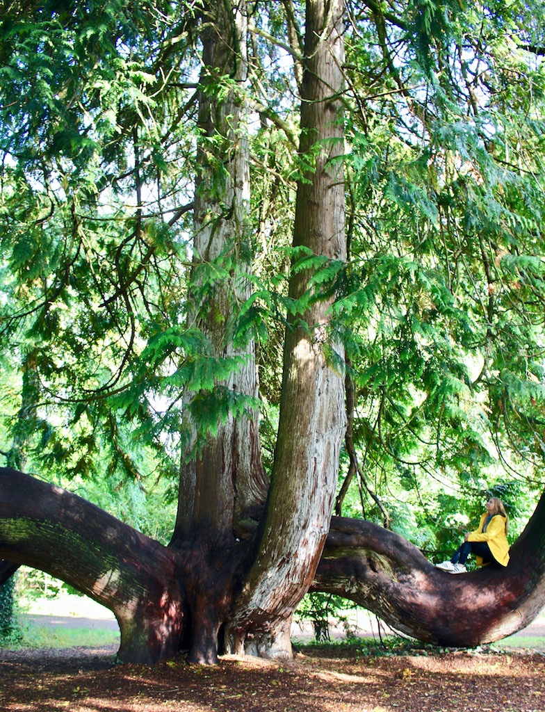 girl tree blarney ireland