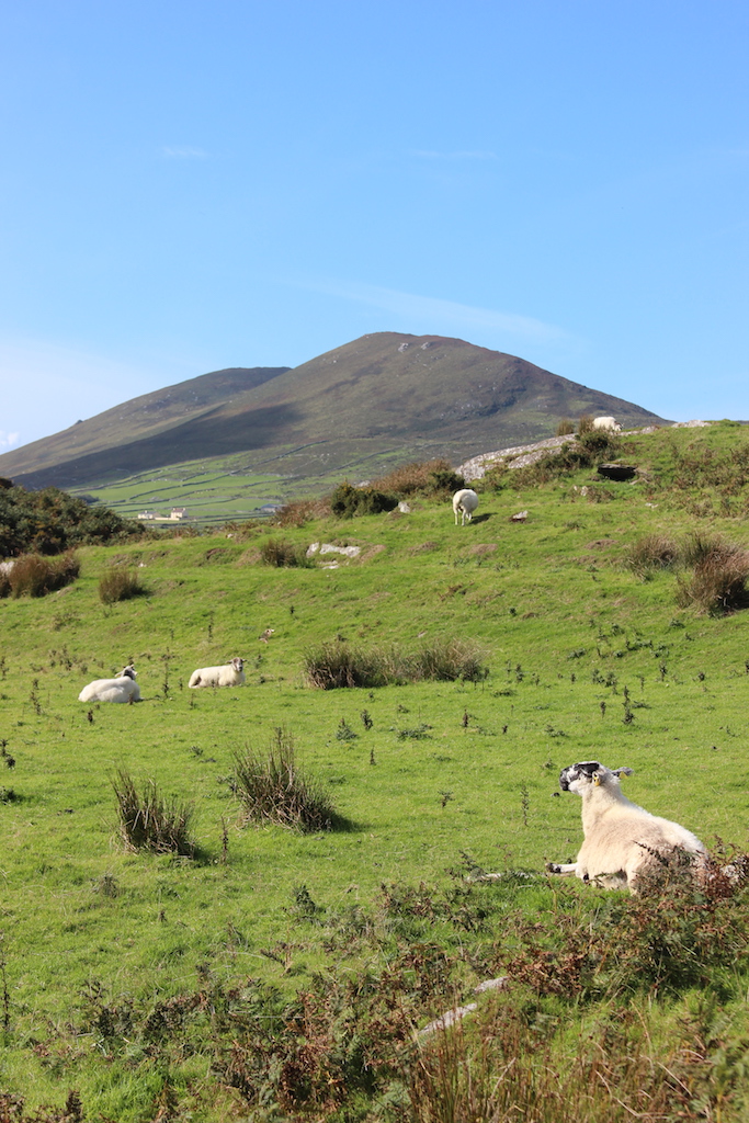 ring of kerry ireland sheep
